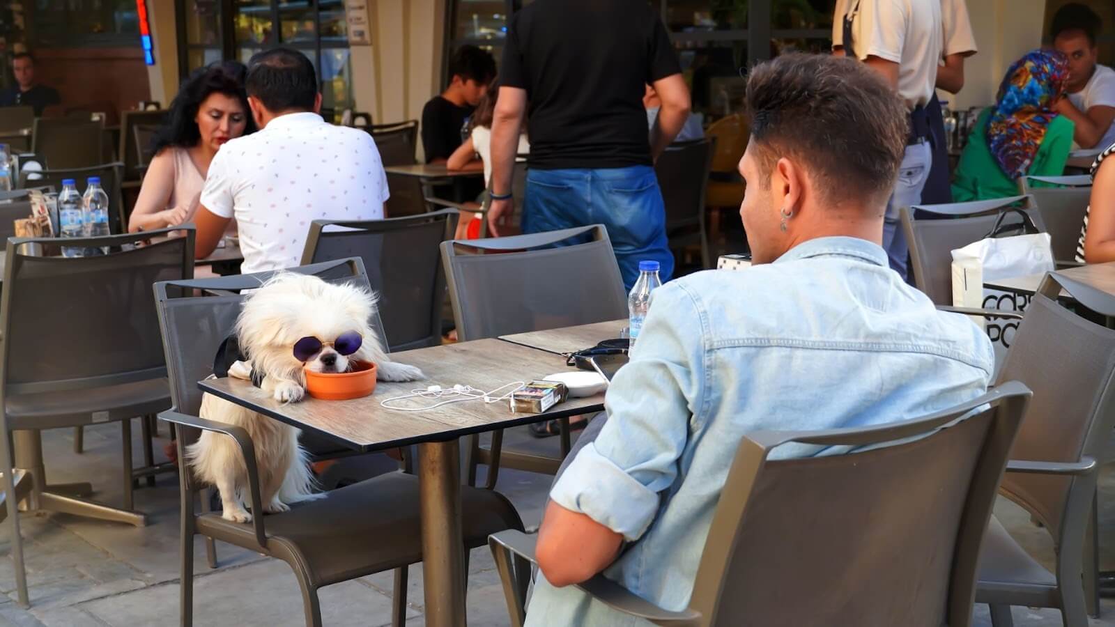 Discover the dog-friendly restaurants in NYC and enjoy exceptional dining experience!